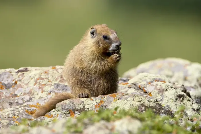 Framed Print : Young yellowbelly marmot (Marmota flaviventris) grooming, Uncompahgre National Forest