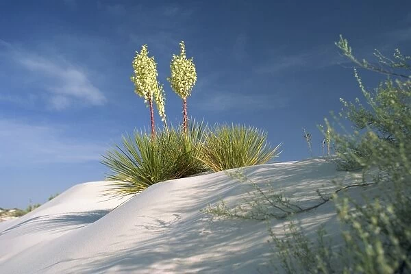 Yucca bloom in Gypsum dunes