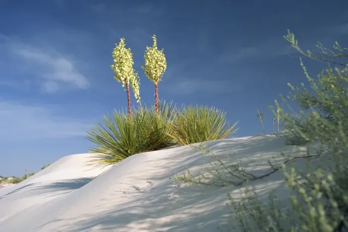 Framed Print : Yucca bloom in Gypsum dunes