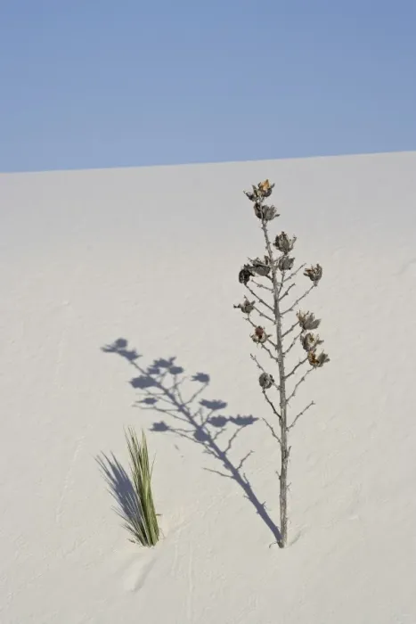 Framed Print : Yucca on dune, White Sands National Monument, New Mexico, United States of America Framed Print : Yucca on dune, White Sands National Monument, New Mexico, United States of America