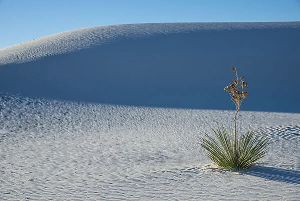 A yucca growing in White Sands National Park, New Mexico, United States of America