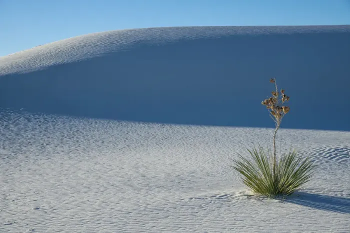Framed Print : A yucca growing in White Sands National Park, New Mexico, United States of America Framed Print : A yucca growing in White Sands National Park, New Mexico, United States of America