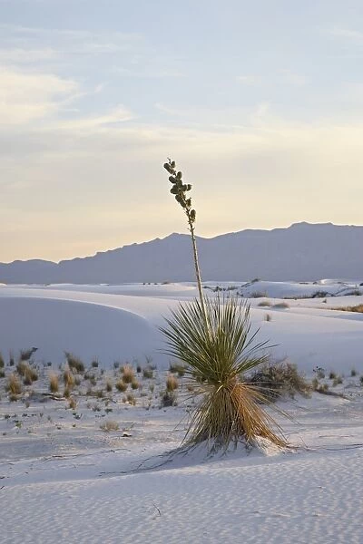 Yucca plant on a dune at dusk, White Sands National Monument, New Mexico