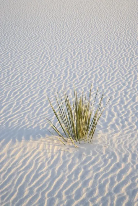 Framed Print : Yucca plant on a dune, White Sands National Monument, New Mexico, United States of America Framed Print : Yucca plant on a dune, White Sands National Monument, New Mexico, United States of America