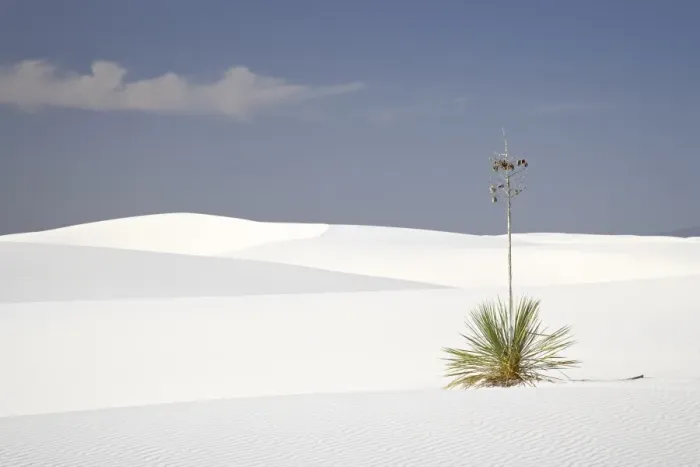 Framed Print : Yucca plant on dunes, White Sands National Monument, New Mexico, United States of America Framed Print : Yucca plant on dunes, White Sands National Monument, New Mexico, United States of America