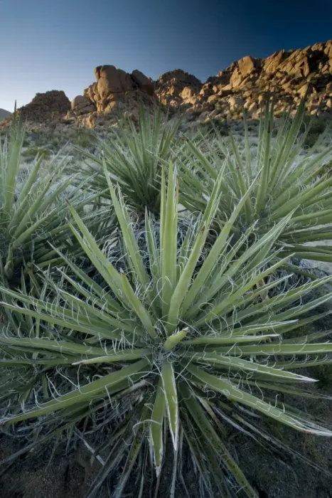 Framed Print : Yucca plant, Joshua Tree National Park, California, United States of America Framed Print : Yucca plant, Joshua Tree National Park, California, United States of America
