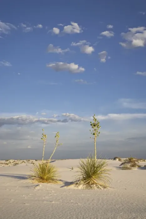 Framed Print : Yucca plants on a dune, White Sands National Monument, New Mexico, United States of America
