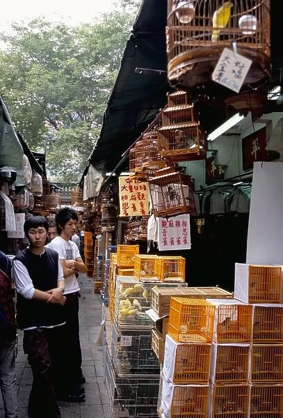 Yuen Po Street Bird Garden, Mong Kok, Kowloon, Hong Kong, China, Asia
