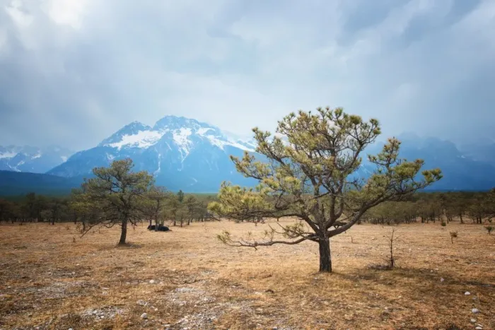 Framed Print : Yunnan landscape with Jade Dragon Snow Mountain, trees and yaks, Lijiang, Yunnan, China, Asia Framed Print : Yunnan landscape with Jade Dragon Snow Mountain, trees and yaks, Lijiang, Yunnan, China, Asia