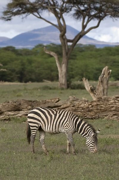 Zebra, Amboseli National Park, Kenya, East Africa, Africa