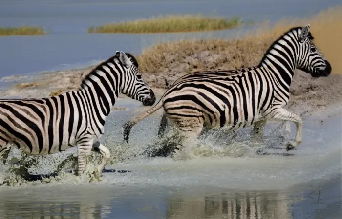 Framed Print : Zebra (Equus burchelli) running through water, Etosha National Park, Namibia, Africa Framed Print : Zebra (Equus burchelli) running through water, Etosha National Park, Namibia, Africa