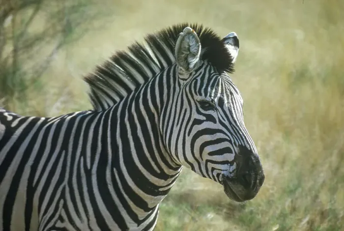 Framed Print : Zebra (Equus quagga crawshayi), often seen in South Luangwa National Park, Zambia, Africa Framed Print : Zebra (Equus quagga crawshayi), often seen in South Luangwa National Park, Zambia, Africa