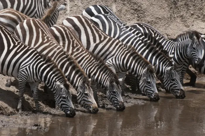 Framed Print : Zebra (Equus quagga), Masai Mara, Kenya, East Africa, Africa Framed Print : Zebra (Equus quagga), Masai Mara, Kenya, East Africa, Africa