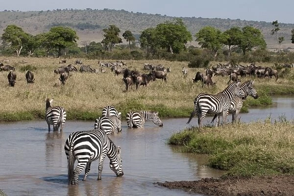 Zebra (Equus quagga), Masai Mara, Kenya, East Africa, Africa