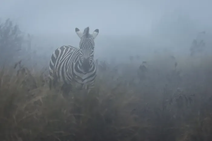 Framed Print : Zebra (Equus quagga) in the mist, Ngorongoro Conservation Area, Tanzania, East Africa Framed Print : Zebra (Equus quagga) in the mist, Ngorongoro Conservation Area, Tanzania, East Africa