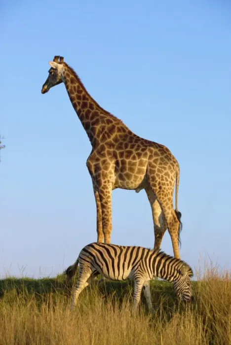 Framed Print : Zebra and giraffe Framed Print : Zebra and giraffe