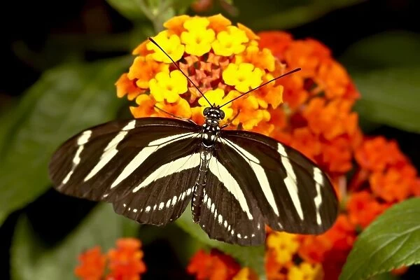 Zebra longwing butterfly (Heliconius charitonius) in captivity, Butterfly World