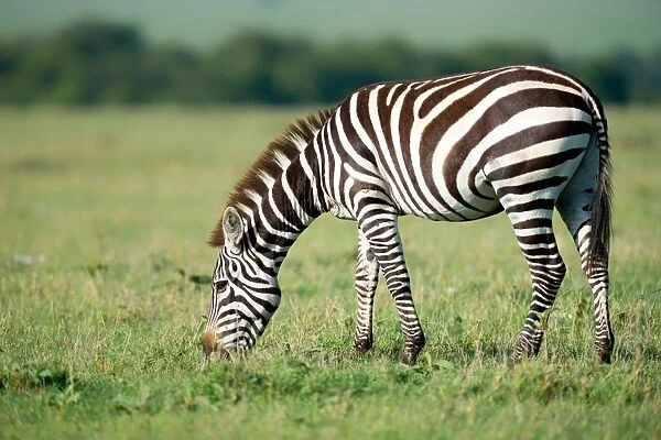 Zebra, Masai Mara, Kenya, East Africa, Africa