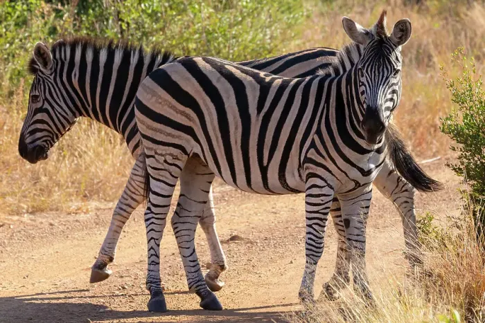 Framed Print : Zebra, Pilanesberg National Park, North West Province, South Africa, Africa Framed Print : Zebra, Pilanesberg National Park, North West Province, South Africa, Africa
