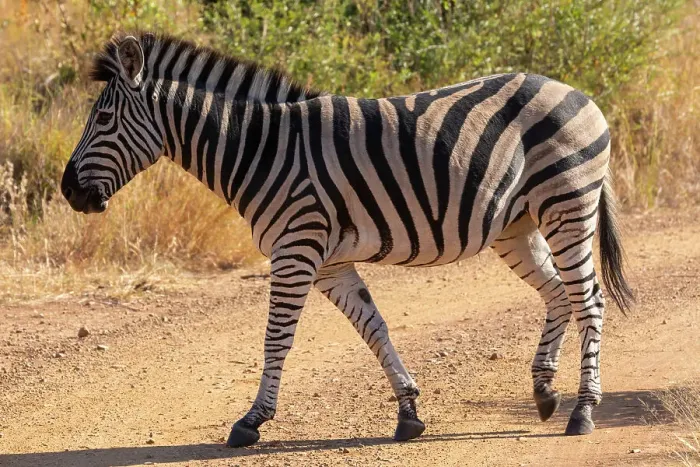 Framed Print : Zebra, Pilanesberg National Park, North West Province, South Africa, Africa Framed Print : Zebra, Pilanesberg National Park, North West Province, South Africa, Africa