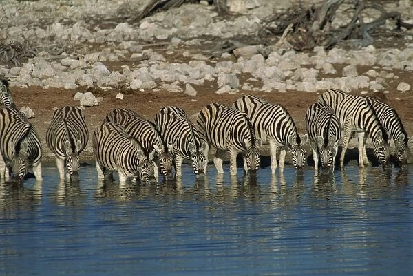 Zebra at a waterhole