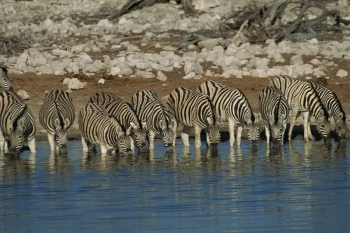 Framed Print : Zebra at a waterhole Framed Print : Zebra at a waterhole