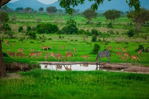 Zebra and wildlife at the watering hole, Mizumi Safari Park, Tanzania, East Africa
