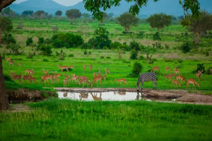 Framed Print : Zebra and wildlife at the watering hole, Mizumi Safari Park, Tanzania, East Africa Framed Print : Zebra and wildlife at the watering hole, Mizumi Safari Park, Tanzania, East Africa