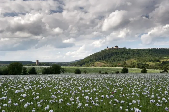 Framed Print : Zebrak and Tocnik castles from across a poppy field, Tocnik, Stredocesko, Czech Republic, Europe Framed Print : Zebrak and Tocnik castles from across a poppy field, Tocnik, Stredocesko, Czech Republic, Europe