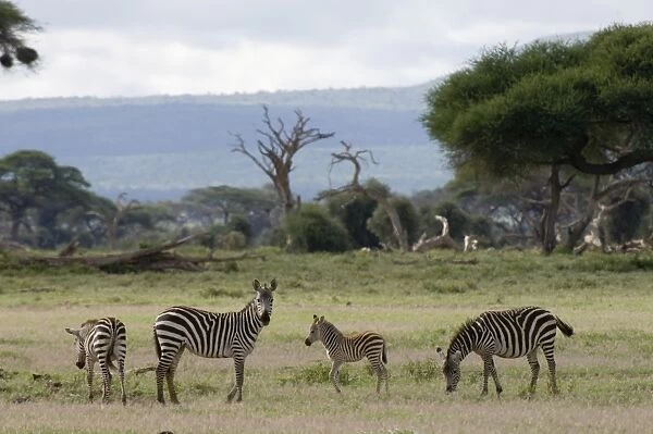 Zebras, Amboseli National Park, Kenya, East Africa, Africa