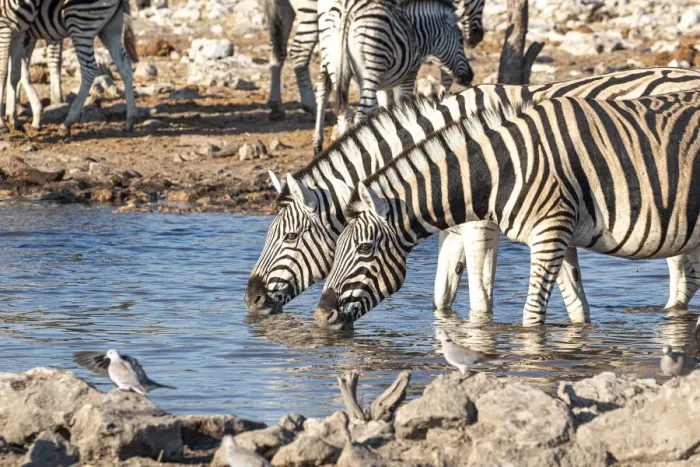 Framed Print : Zebras drinking in a pond, Etosha National Park, Namibia, Africa
