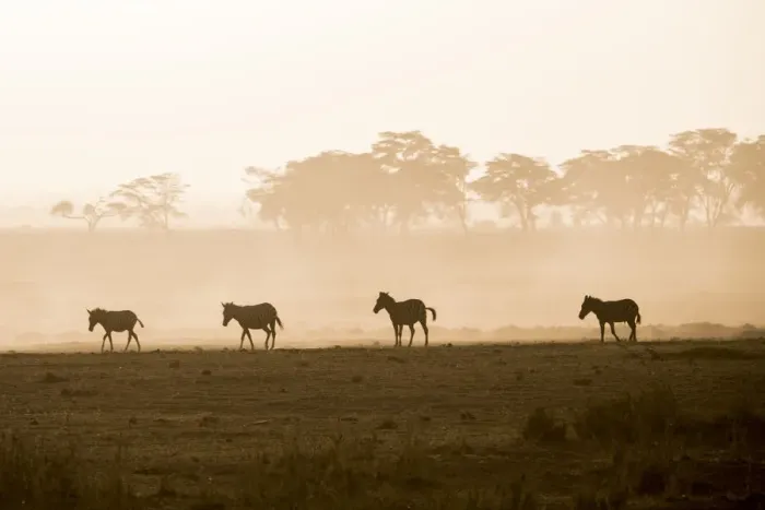 Framed Print : Zebras on the move at dusk across the dusty landscape of Amboseli National Park, Kenya Framed Print : Zebras on the move at dusk across the dusty landscape of Amboseli National Park, Kenya