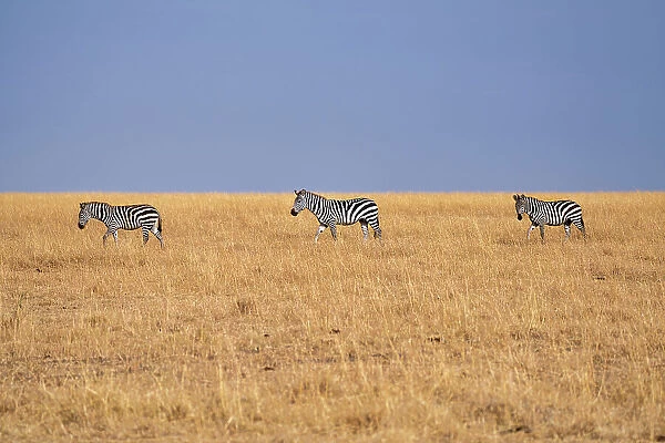 Zebras (Equus quagga) in the grasslands of the Maasai Mara, Kenya, East Africa, Africa
