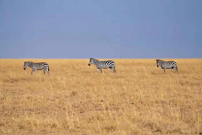 Framed Print : Zebras (Equus quagga) in the grasslands of the Maasai Mara, Kenya, East Africa, Africa Framed Print : Zebras (Equus quagga) in the grasslands of the Maasai Mara, Kenya, East Africa, Africa