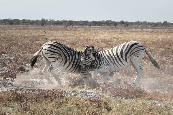 Two zebras fighting in the savannah, Etosha National Park, Namibia, Africa