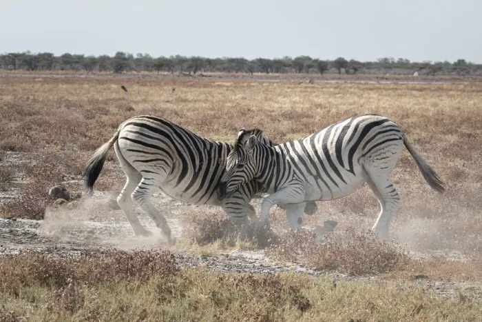 Framed Print : Two zebras fighting in the savannah, Etosha National Park, Namibia, Africa Framed Print : Two zebras fighting in the savannah, Etosha National Park, Namibia, Africa