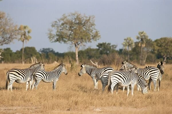 Zebras, Hwange National Park