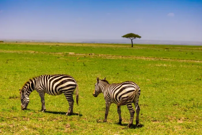 Framed Print : Zebras in the Msai Mara National Reserve, Kenya, East Africa, Africa Framed Print : Zebras in the Msai Mara National Reserve, Kenya, East Africa, Africa