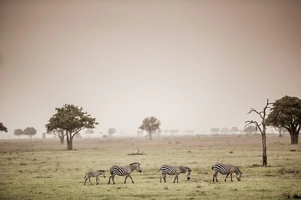 Zebras on safari, Mizumi Safari Park, Tanzania, East Africa, Africa