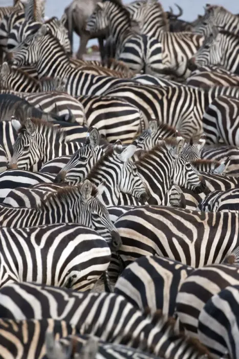Framed Print : Zebras, Serengeti National Park, Tanzania, East Africa, Africa Framed Print : Zebras, Serengeti National Park, Tanzania, East Africa, Africa