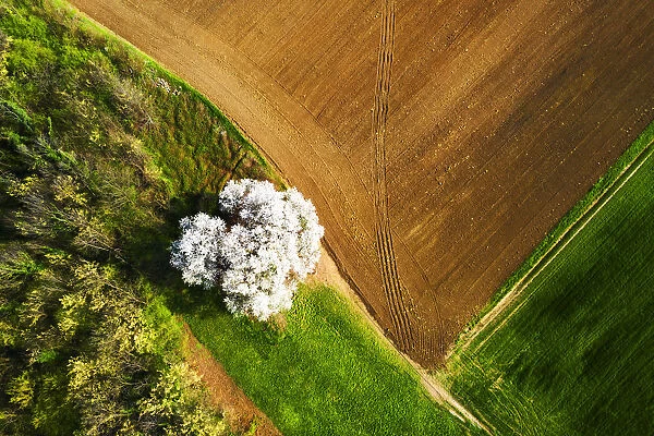 Zenithal aerial view of cherry tree in bloom, Lombardy, Italy, Europe