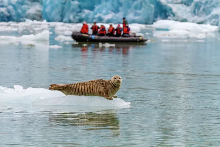 Framed Print : Zodiac with Lindblad guests near harbor seal (Phoca vitulina) hauled out on ice calved from the South Sawyer Glacier in the Tracy Arm-Ford's Terror Wilderness area, Southeast Alaska, United States of America, North America Framed Print : Zodiac with Lindblad guests near harbor seal (Phoca vitulina) hauled out on ice calved from the South Sawyer Glacier in the Tracy Arm-Ford's Terror Wilderness area, Southeast Alaska, United States of America, North America