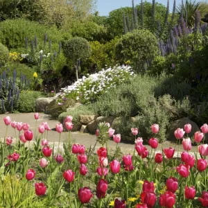 Abbey Gardens, Tresco, Isles of Scilly, United Kingdom, Europe