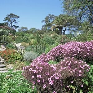 Abbey Gardens, Tresco, Scilly Isles, United Kingdom, Europe
