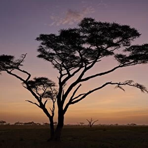 Acacia tree at dawn, Serengeti National Park, Tanzania, East Africa, Africa