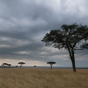 Acacia trees, Masai Mara National Reserve, Kenya, East Africa, Africa