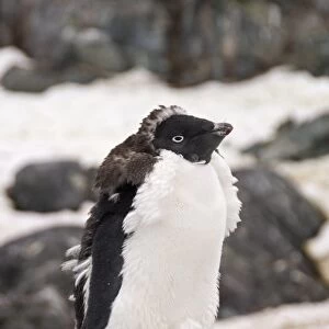 Adelie penguin moulting, Yalour Island, Antarctic Peninsula, Antarctica, Polar Regions