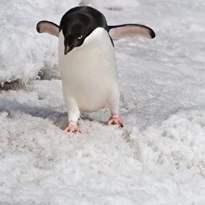 Adelie penguin (Pygoscelis adeliae), Paulet Island, Erebus and Terror Gulf, Antarctic Peninsula, Antarctica, Polar Regions