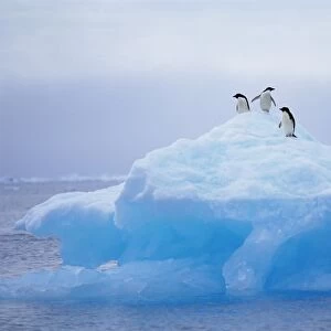 Adelie penguins on iceberg, Paulet Island, Antarctica, Polar Regions