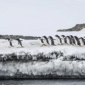 Adelie penguins (Pygoscelis adeliae) at breeding colony at Brown Bluff, Antarctica